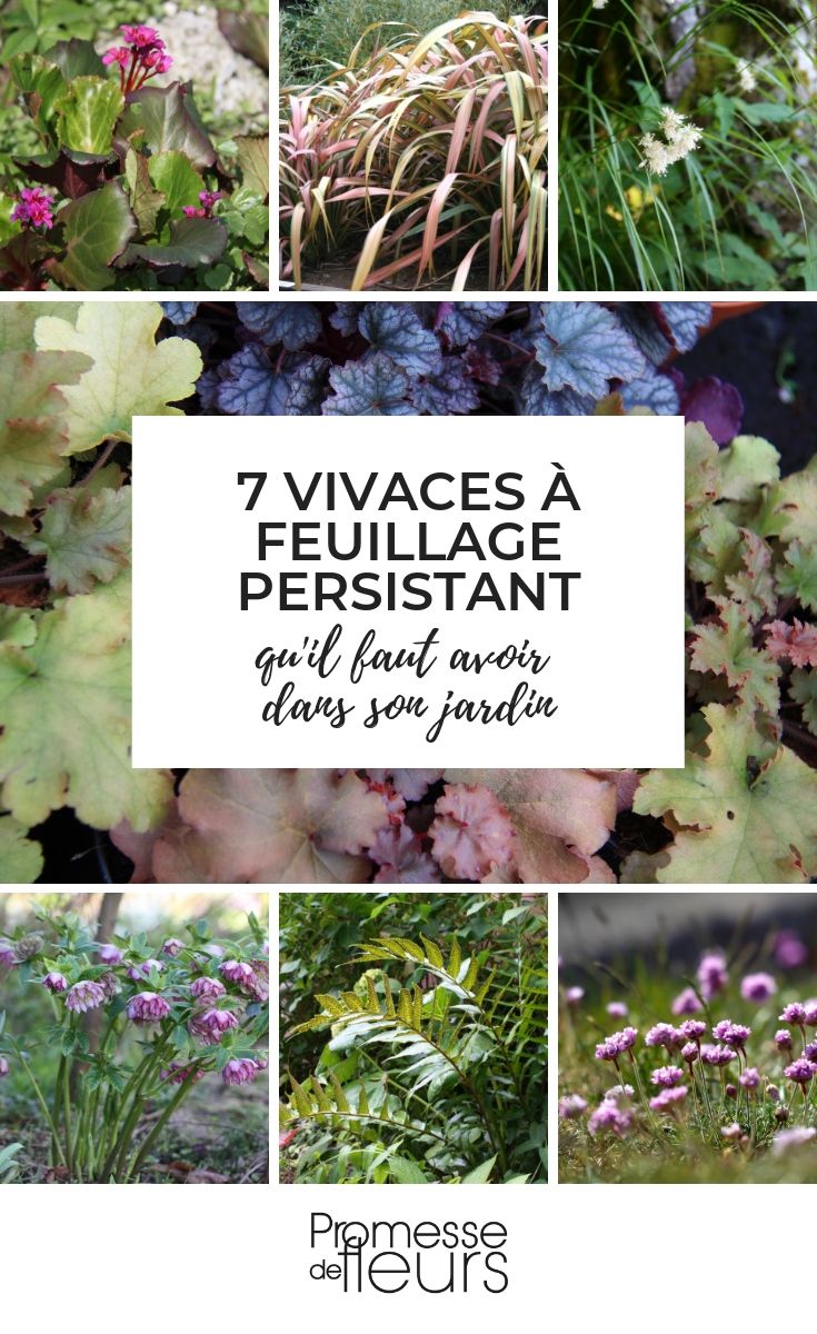 wintergroene vaste planten