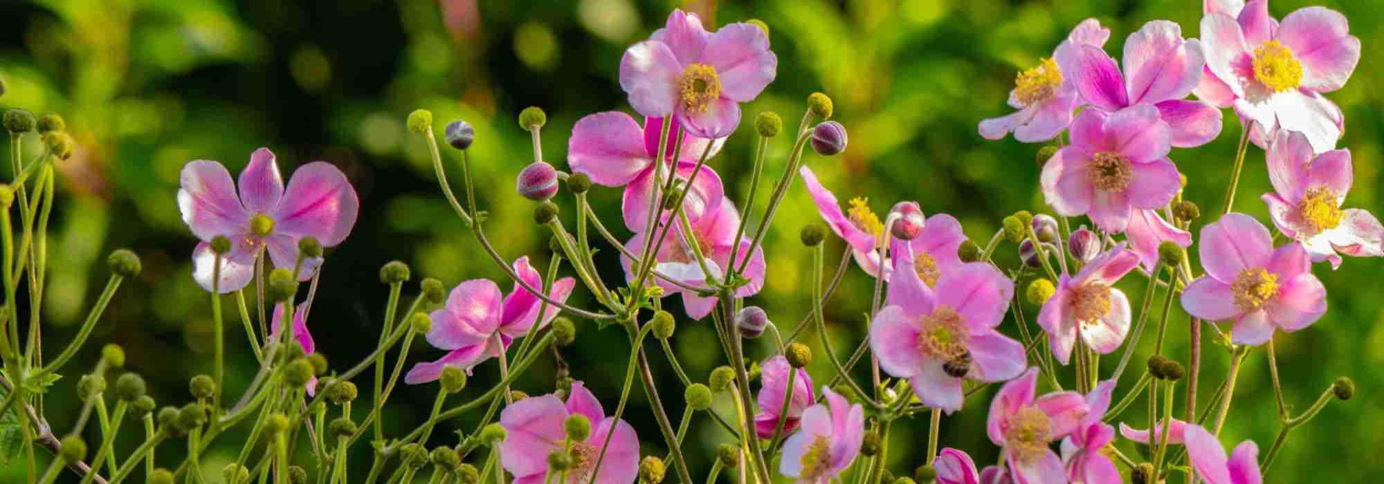 10 vaste planten voor zure bodem