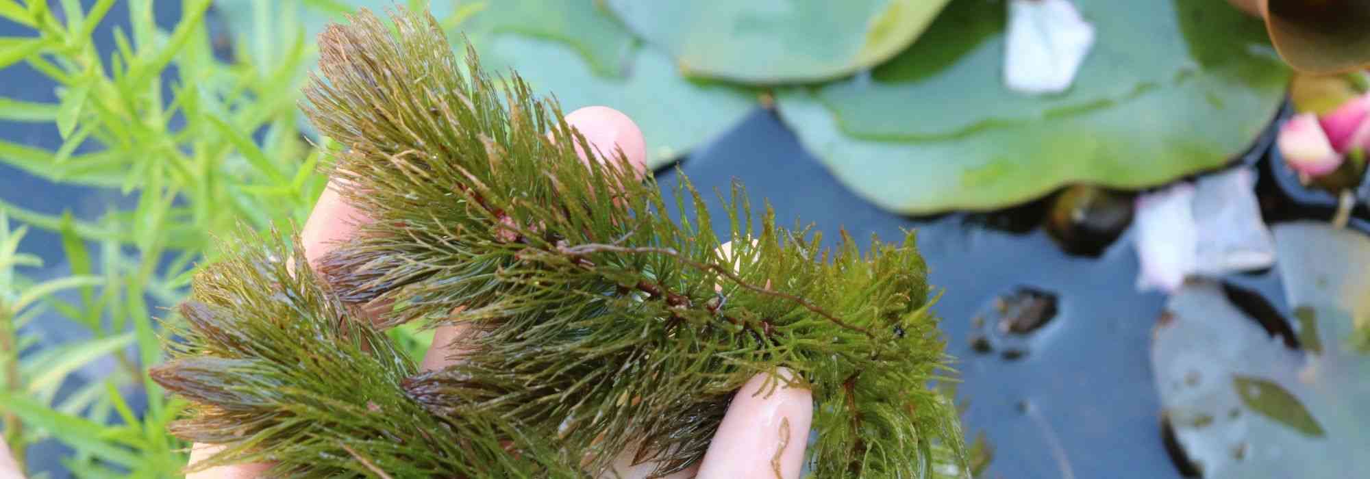 8 zuurstofplanten voor vijver of poel