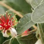 Feijoa sellowiana: ananasguave planten en oogsten