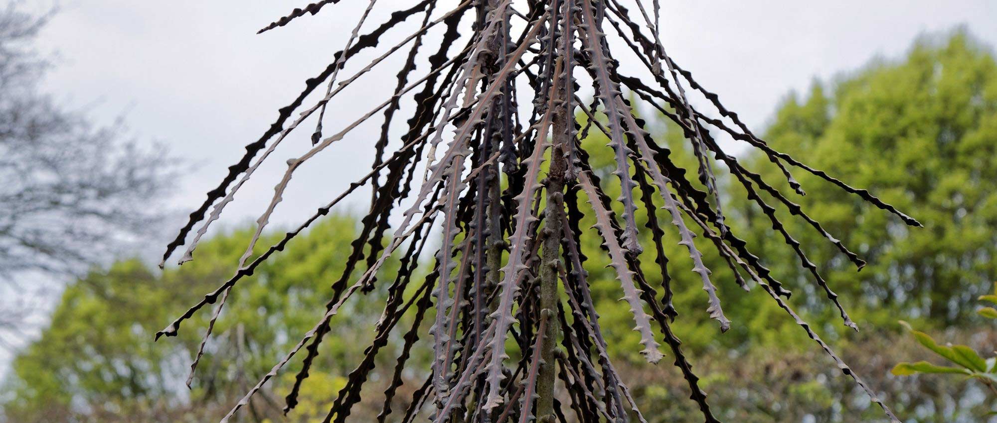 Pseudopanax: planten, kweken en verzorgen