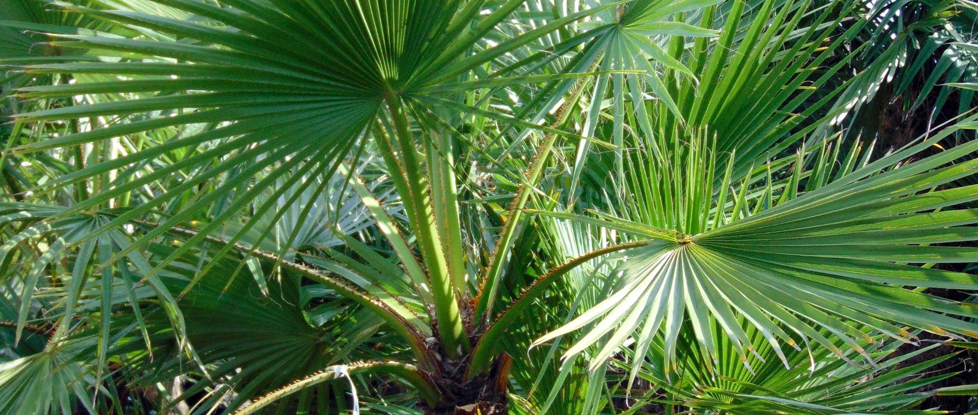 Washingtonia, waaierpalm: planten, telen en verzorgen