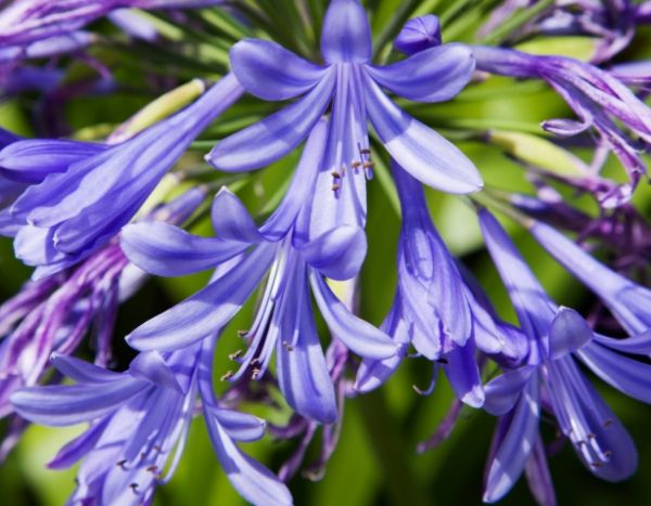 Agapanthes: 7 betrouwbare toppers