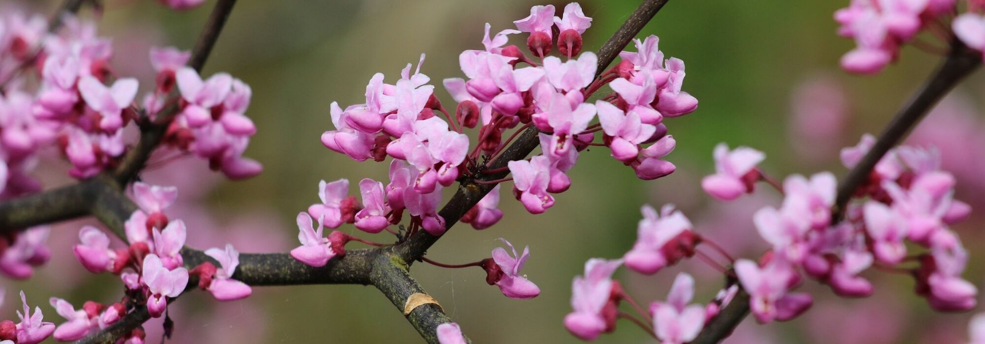 Bloeiende bomen: 7 onmisbare bomen voor de tuin