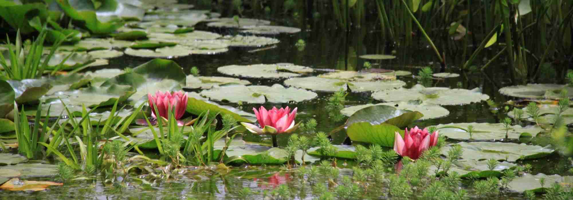 Waterplanten kiezen voor een vijver of bassin