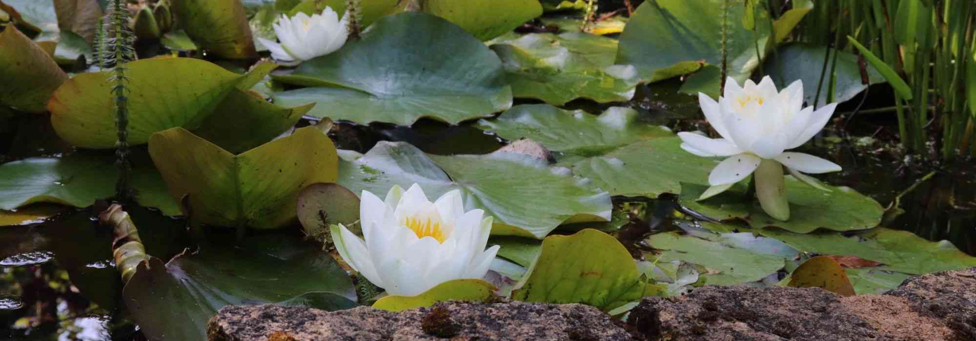 Waar en hoe plant je planten in en rond een vijver?