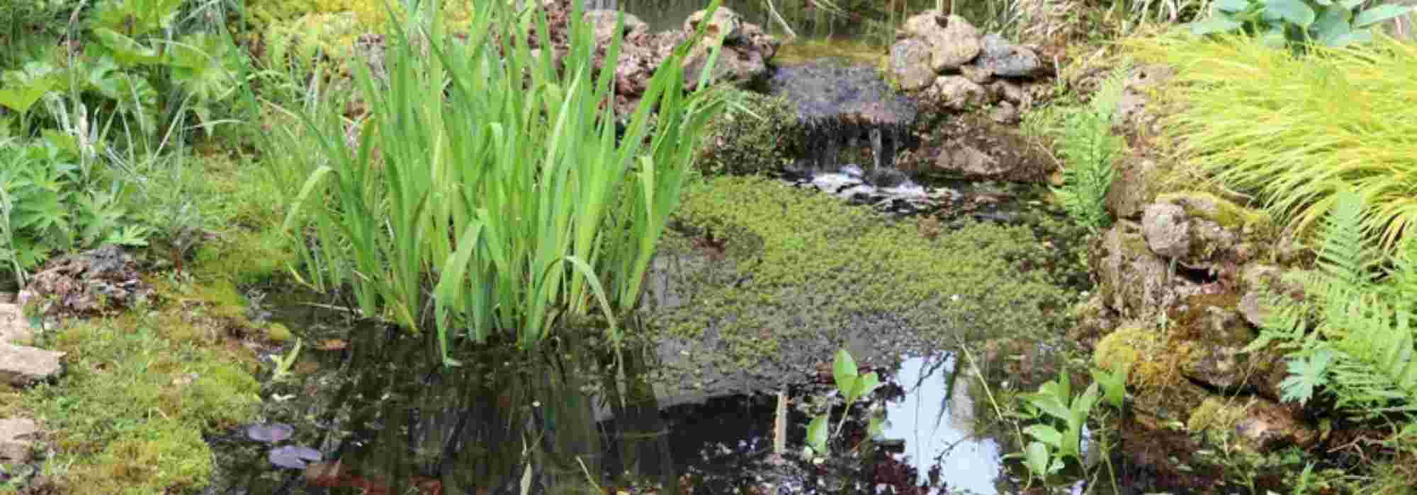 Een natuurlijke vijver in je tuin aanleggen