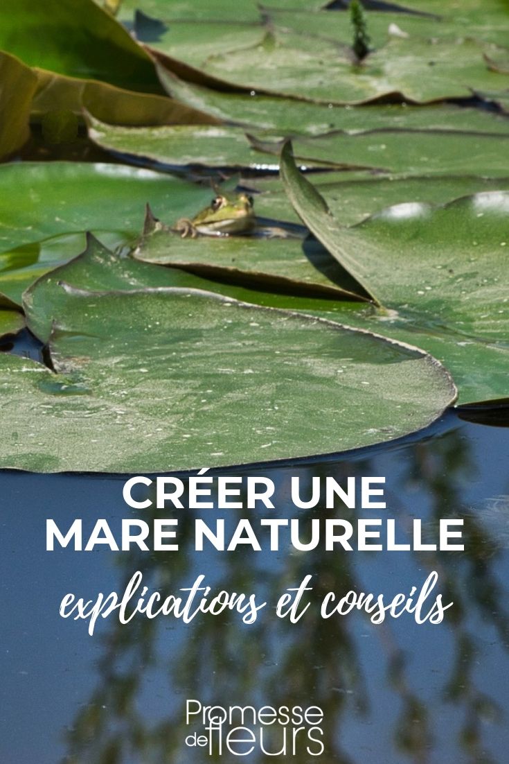 Natuurlijke vijver aanleggen en inrichten