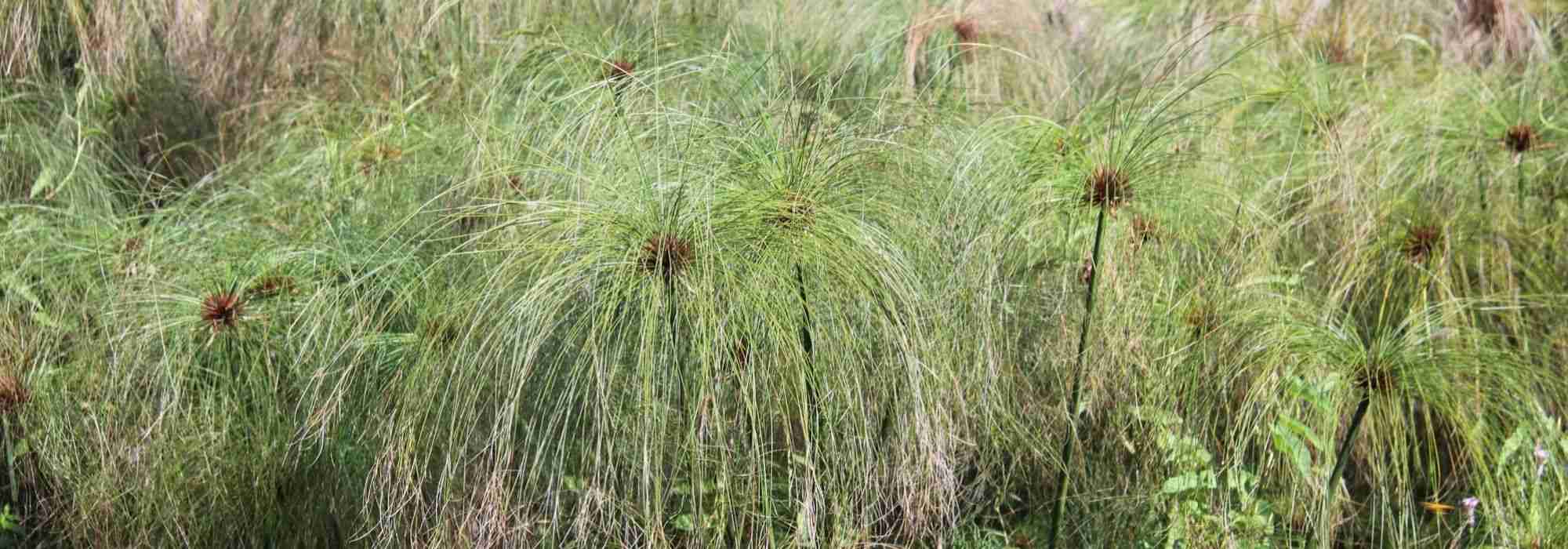 Papyrus en Cyperus: planten en verzorgen