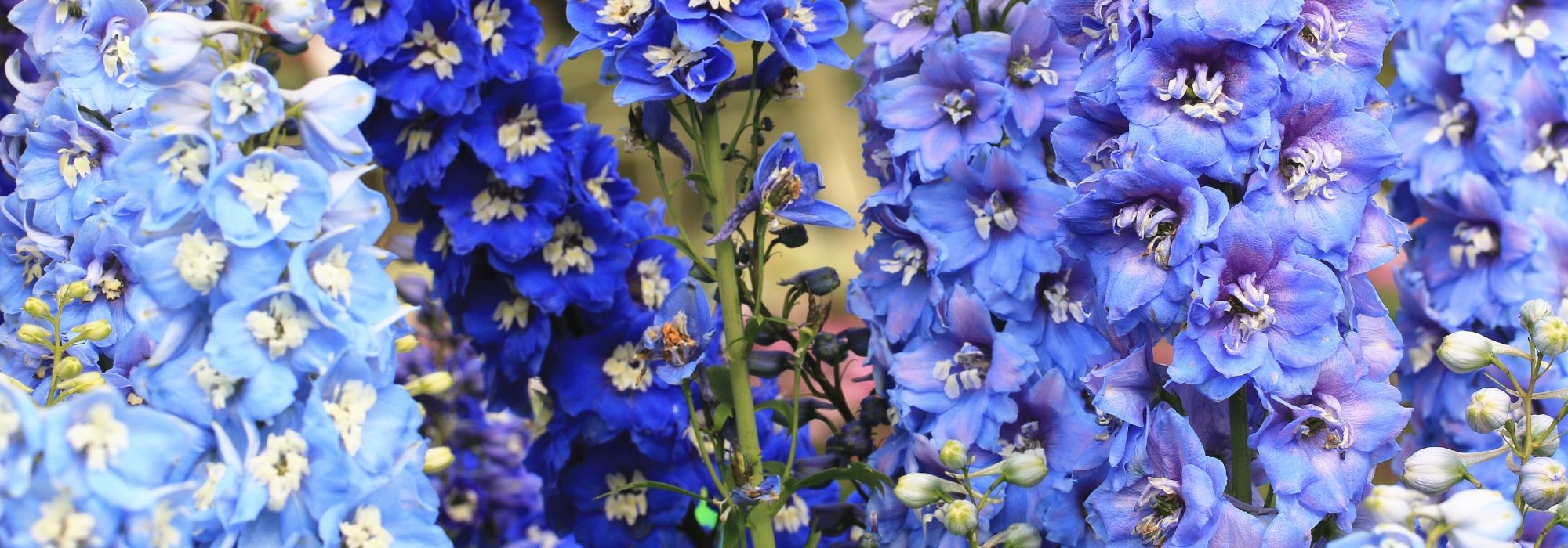 10 vaste planten met blauwe bloemen voor je tuin