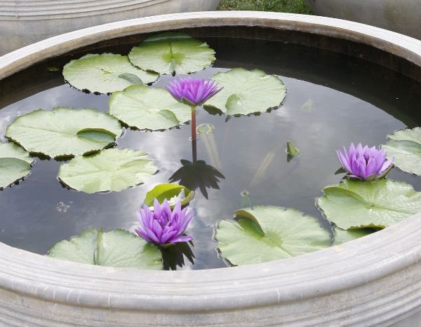 Mini-vijver: een kleine watertuin voor terras of balkon