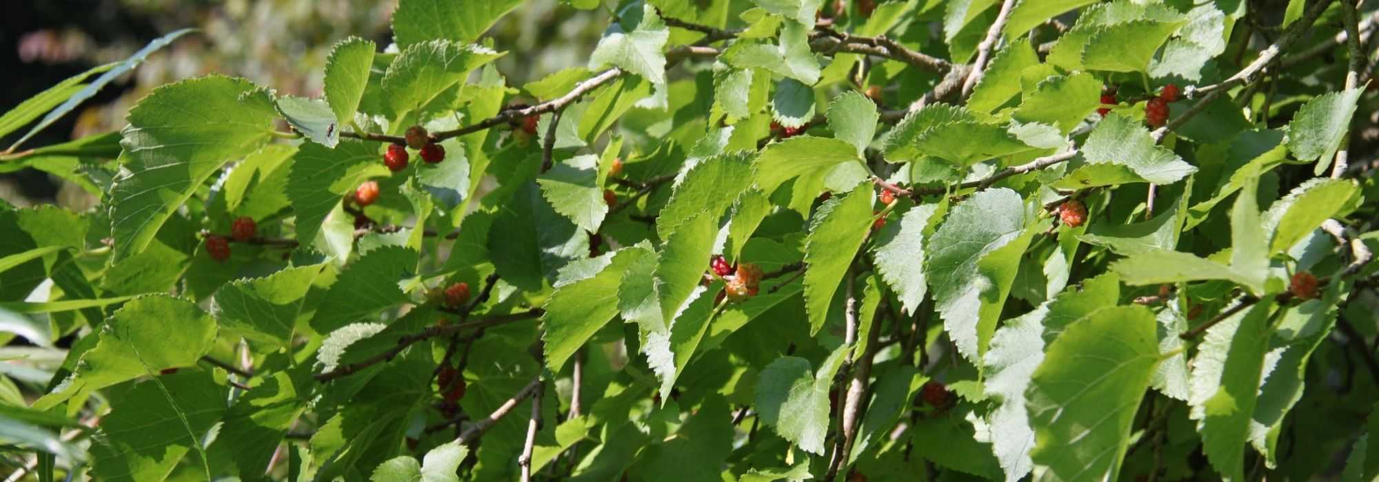 Moerbei (Morus): planten, snoeien en verzorgen