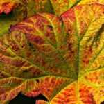 Hoefblad: planten, teelt en onderhoud