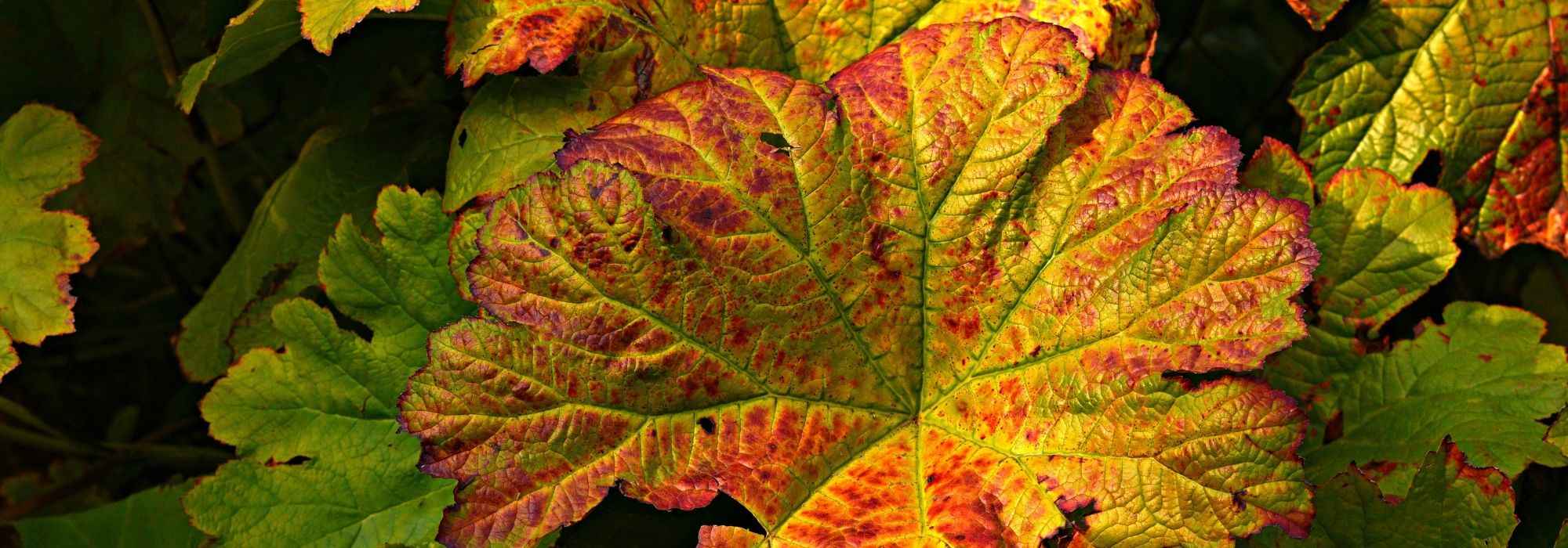 Hoefblad: planten, teelt en onderhoud