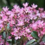 Rhaphiolepis: planten, snoeien en onderhouden