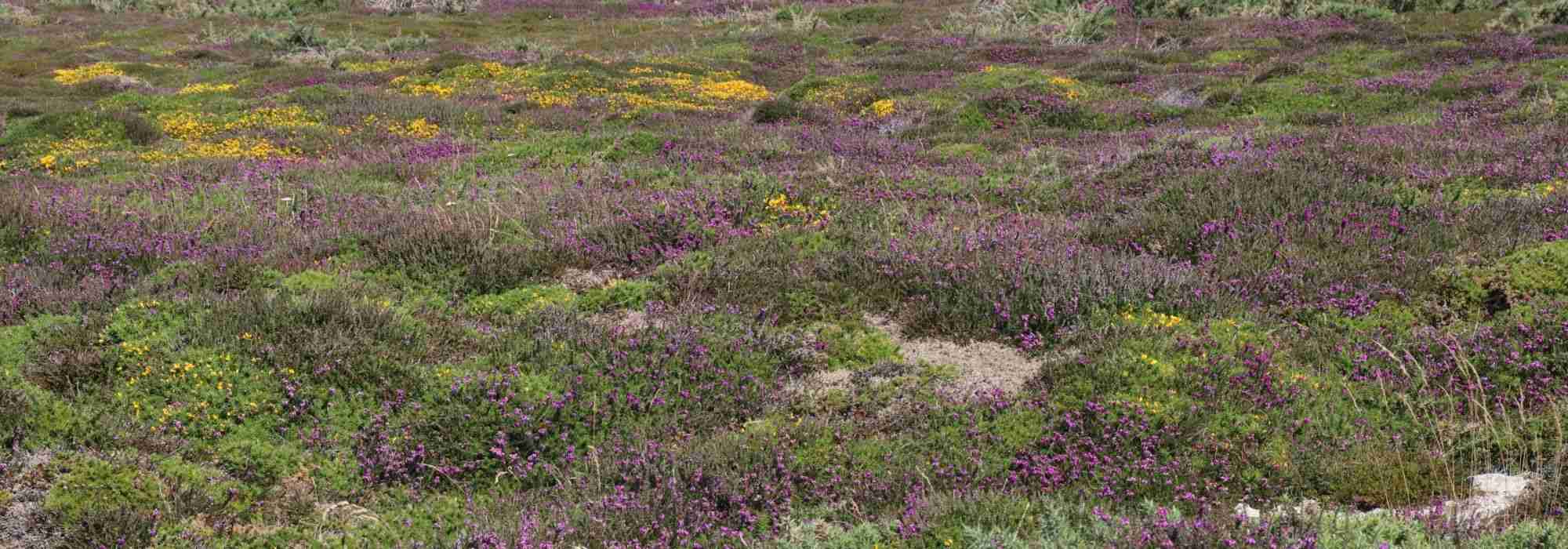 Heidegrond: hoe gebruik je het goed in de tuin?