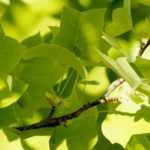 Tulpenboom, Liriodendron: planten en onderhoud
