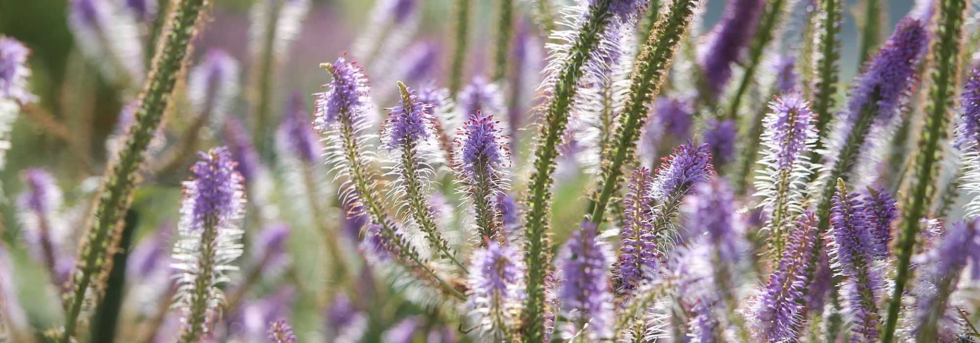 Veronicastrum virginicum, Virginische ereprijs: planten en telen