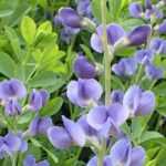 Baptisia: 7 geslaagde combinaties