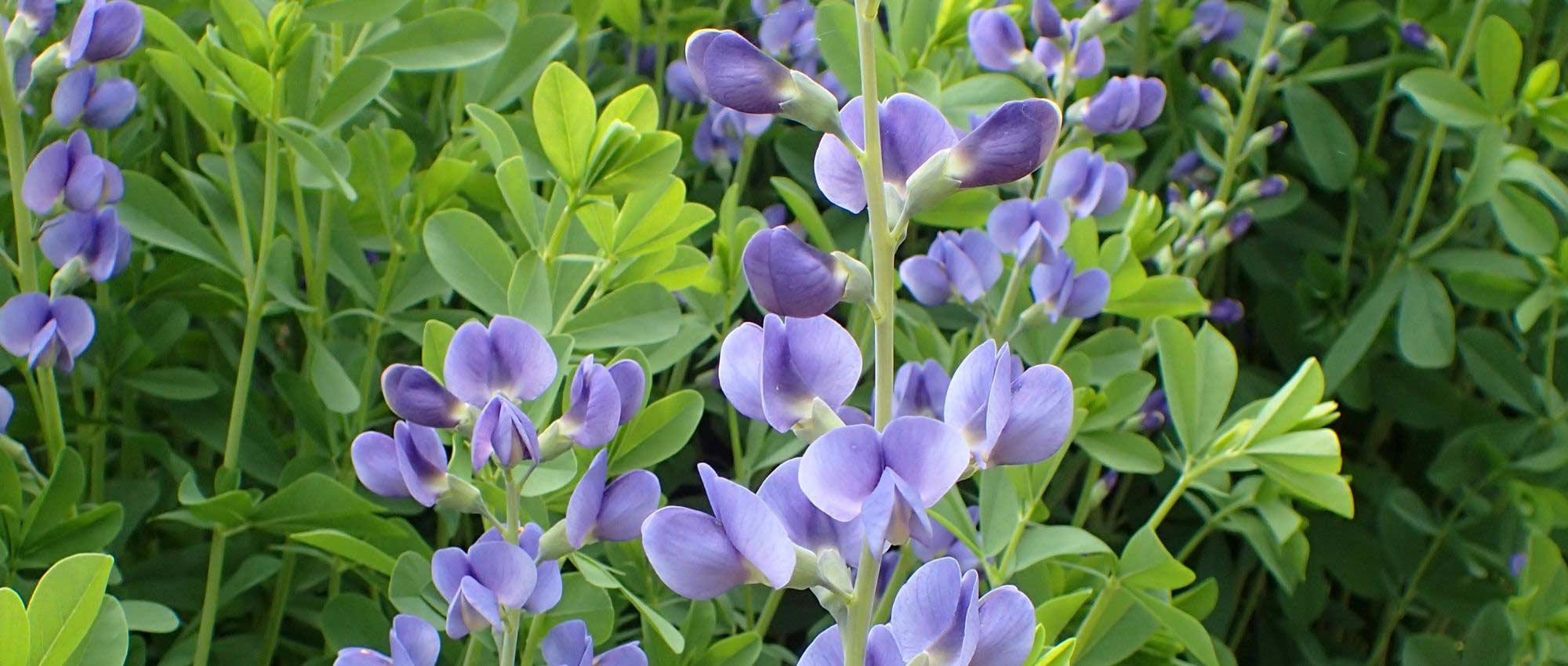 Baptisia: 7 geslaagde combinaties