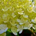 Hortensia in pot: planten en onderhoud