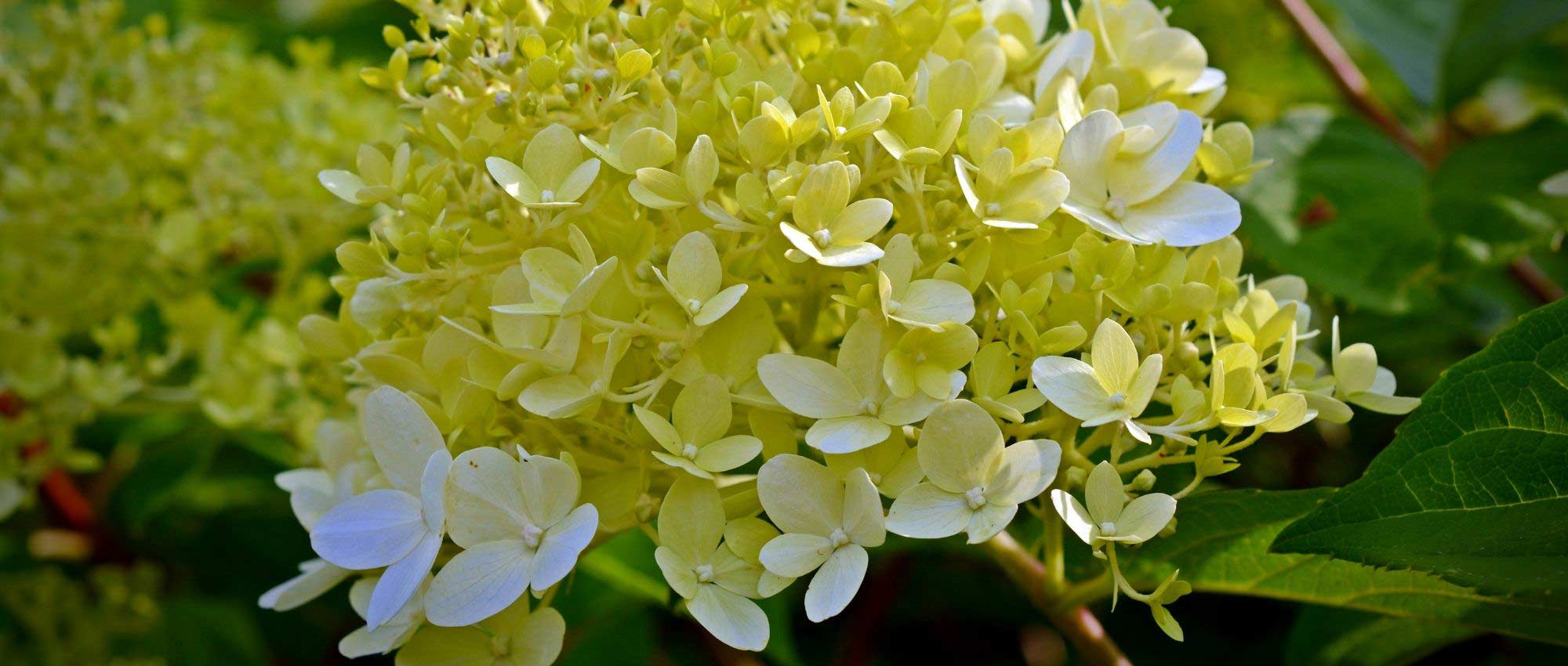 Hortensia in pot: planten en onderhoud