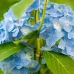 Hortensia: 7 ideeën om te combineren