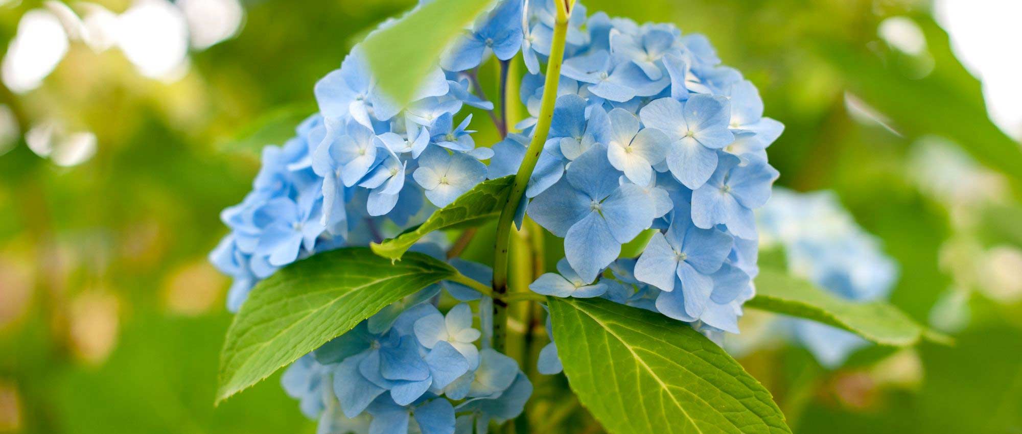 Hortensia: 7 ideeën om te combineren