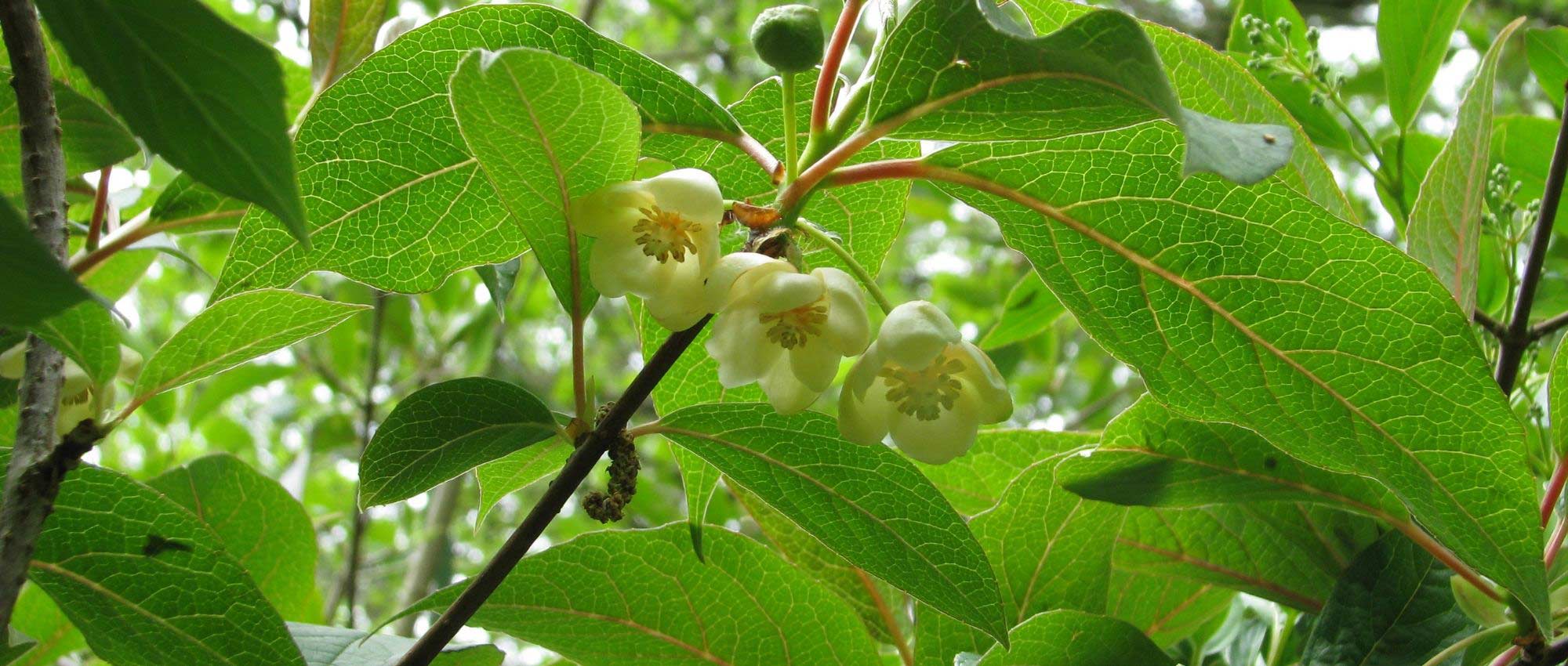 Schisandra: planten, bessen oogsten en onderhoud
