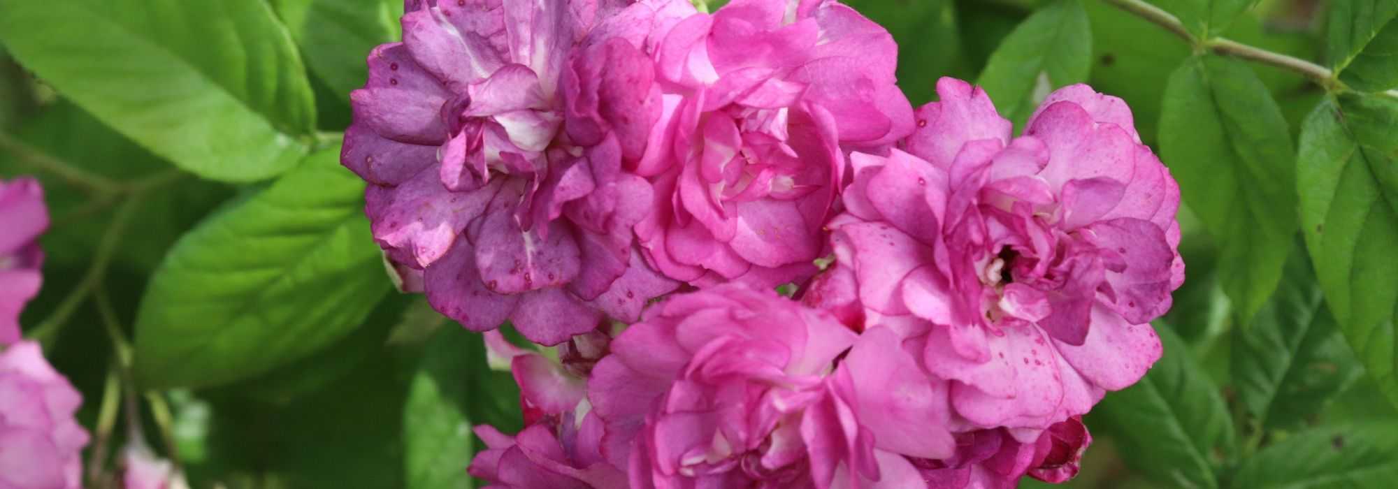 Rozen afbuigen of rozen vastzetten