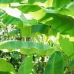 Bananenplant in pot: planten en onderhoud