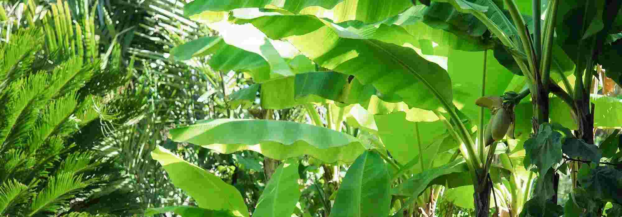 Bananenplant in pot: planten en onderhoud