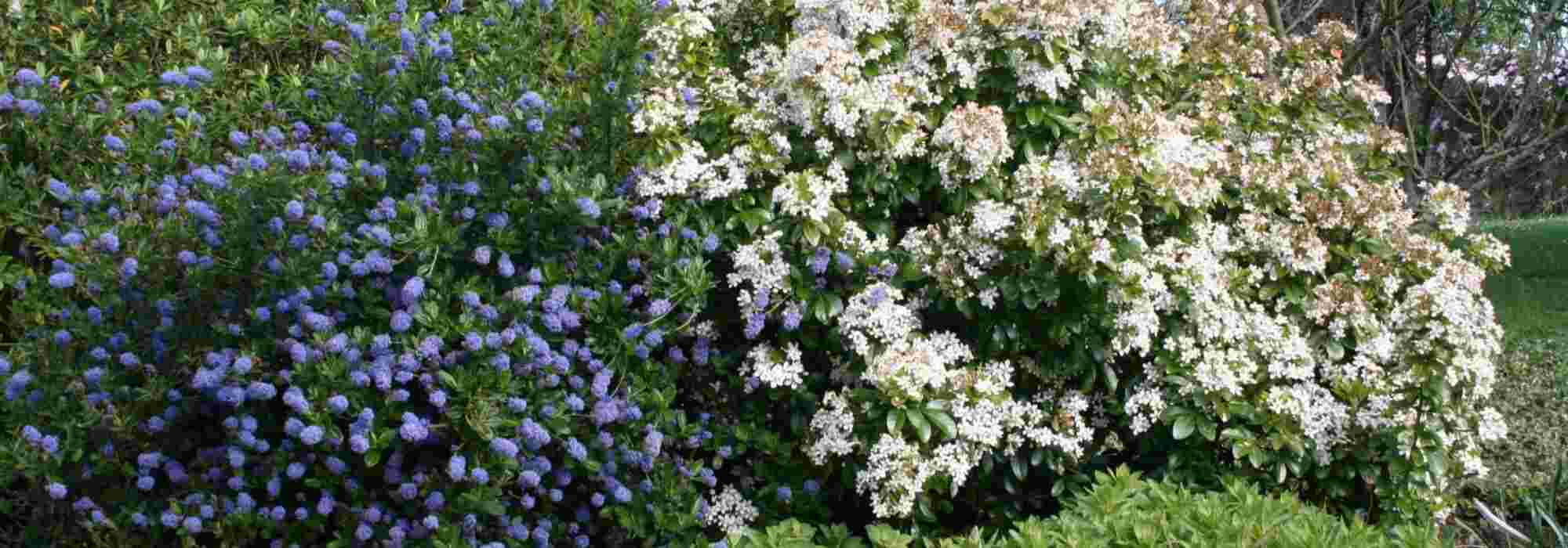 Céanothe: 5 geslaagde plantcombinaties