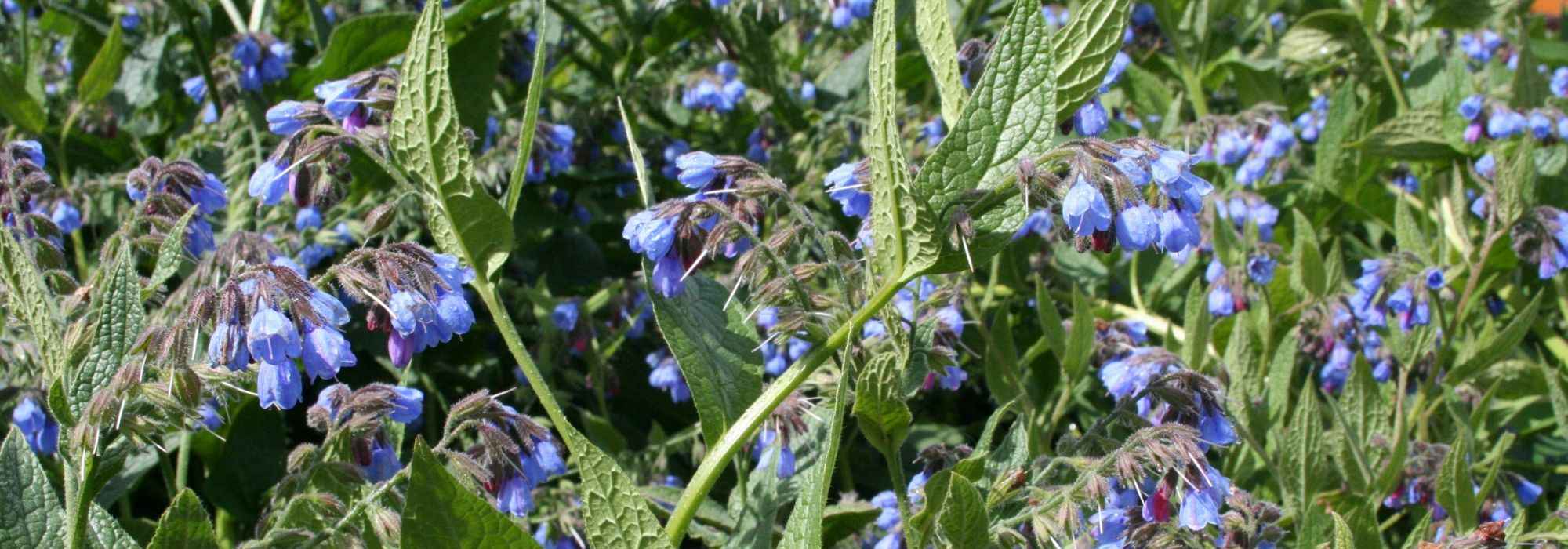 Smeerwortel: planten, zaaien, toepassingen