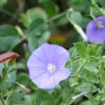 Convolvulus, Turkse winde: zaaien, planten en verzorgen