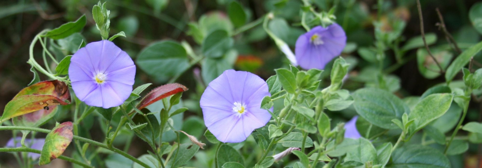 Convolvulus, Turkse winde: zaaien, planten en verzorgen