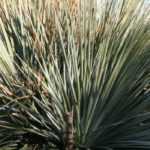 Dasylirion: planten, telen en onderhouden