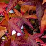 Liquidambar, amberboom: planten, snoeien en onderhoud