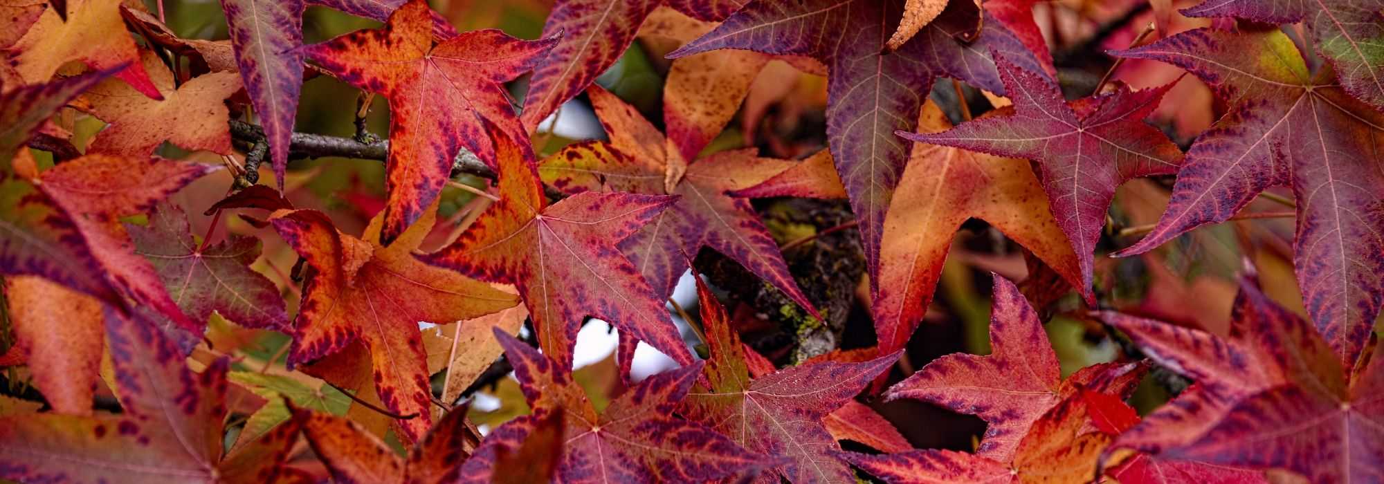Liquidambar, amberboom: planten, snoeien en onderhoud