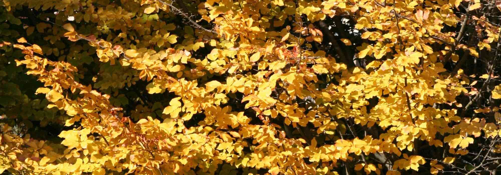 Parrotia persica, Perzisch ijzerhout: planten, snoeien en onderhouden