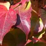 Klimplanten met herfstwaarde: de beste variëteiten