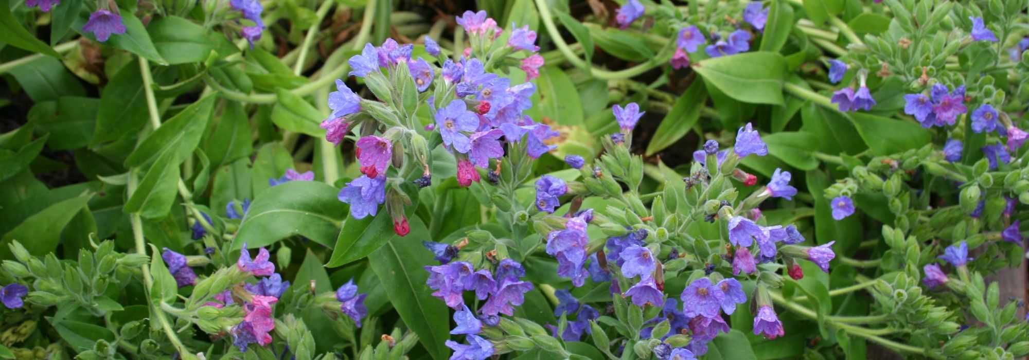 Longkruid, Pulmonaria: planten en onderhouden