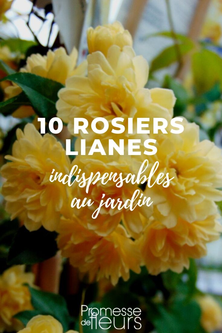 Ramblerroos: 10 beste variëteiten