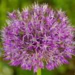 5 goede redenen om sieruien in de tuin te planten
