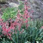 Beschorneria: planten en onderhoud