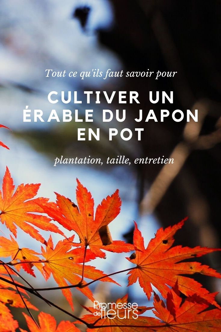 Japanse esdoorn in pot: kweektips