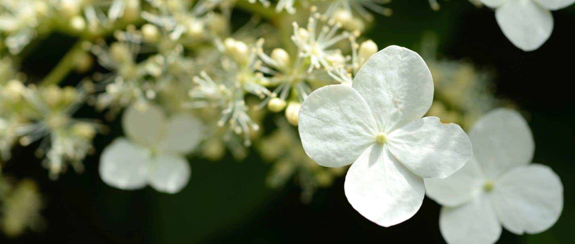 Witte hortensia: de beste variëteiten