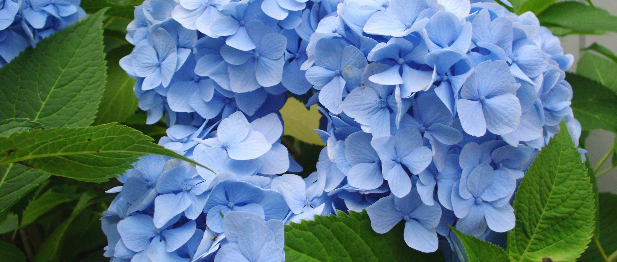 Blauwe hortensia: de beste variëteiten