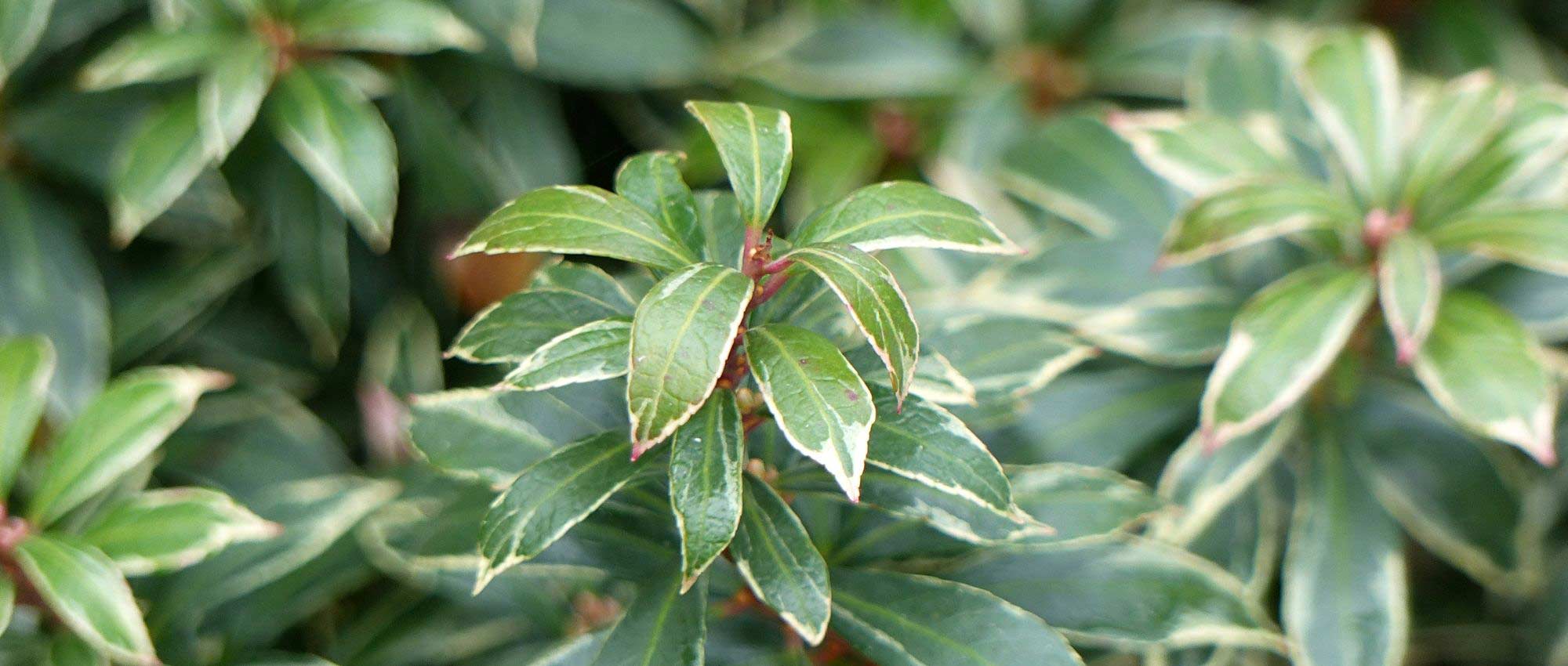 Pieris japonica: 5 geslaagde combinaties