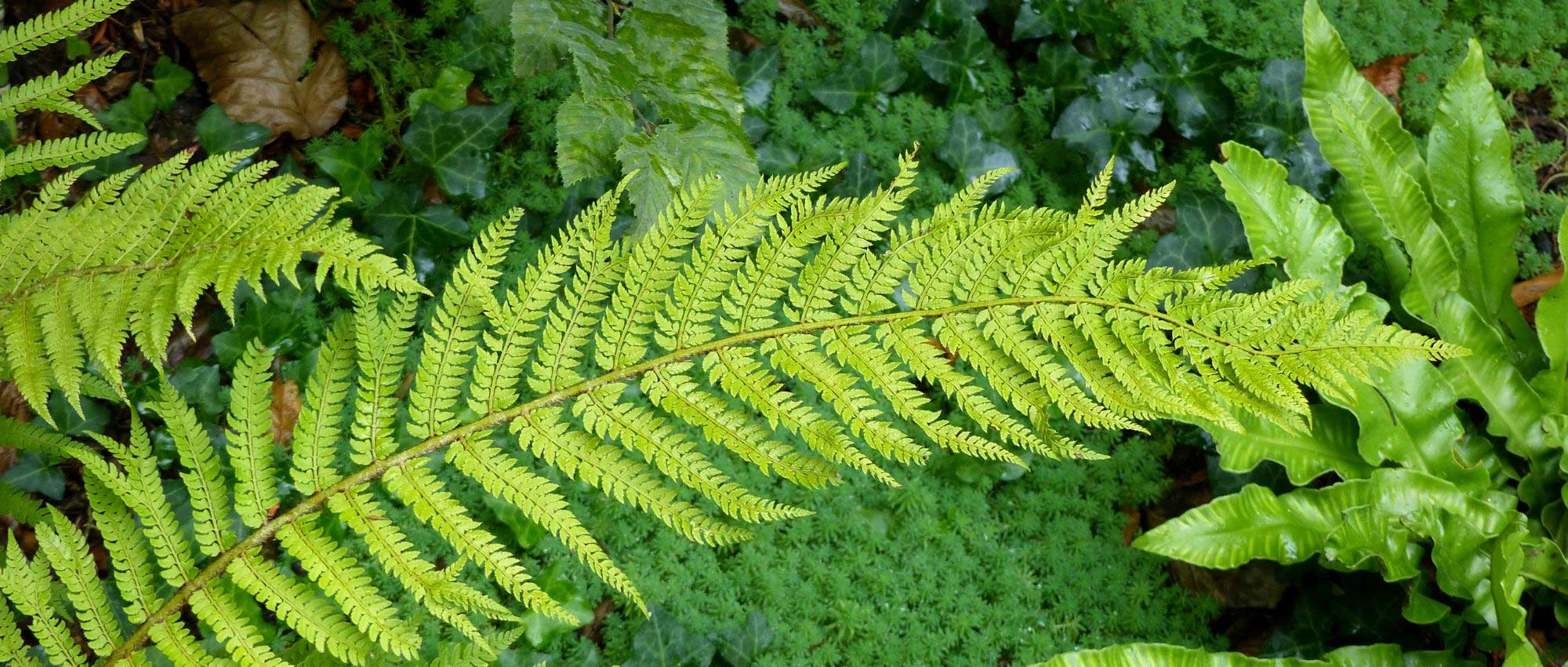 Polystichum: planten, kweken en onderhoud